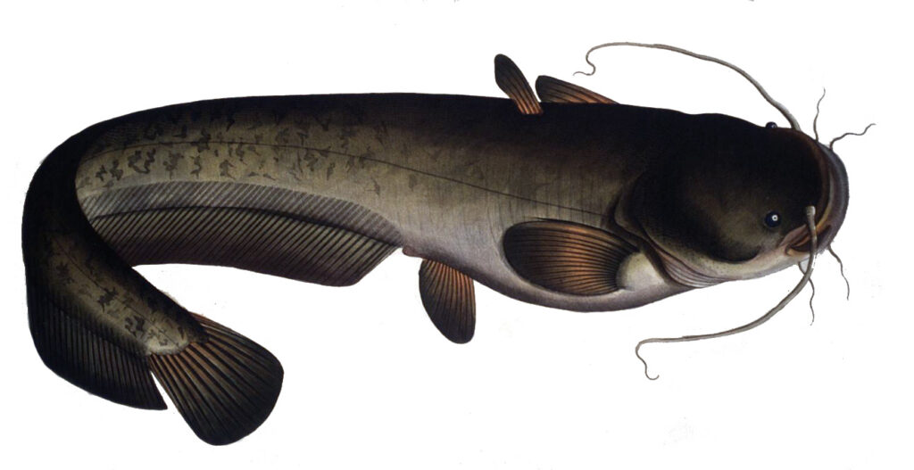 Silurus glanis - Silure